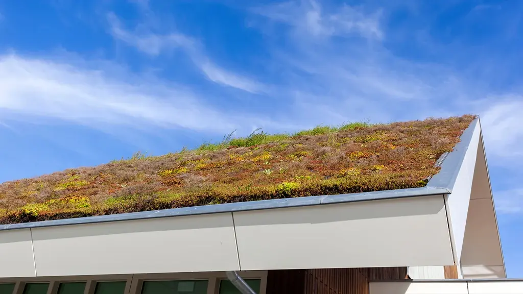 Sedum dakbedekking.webp